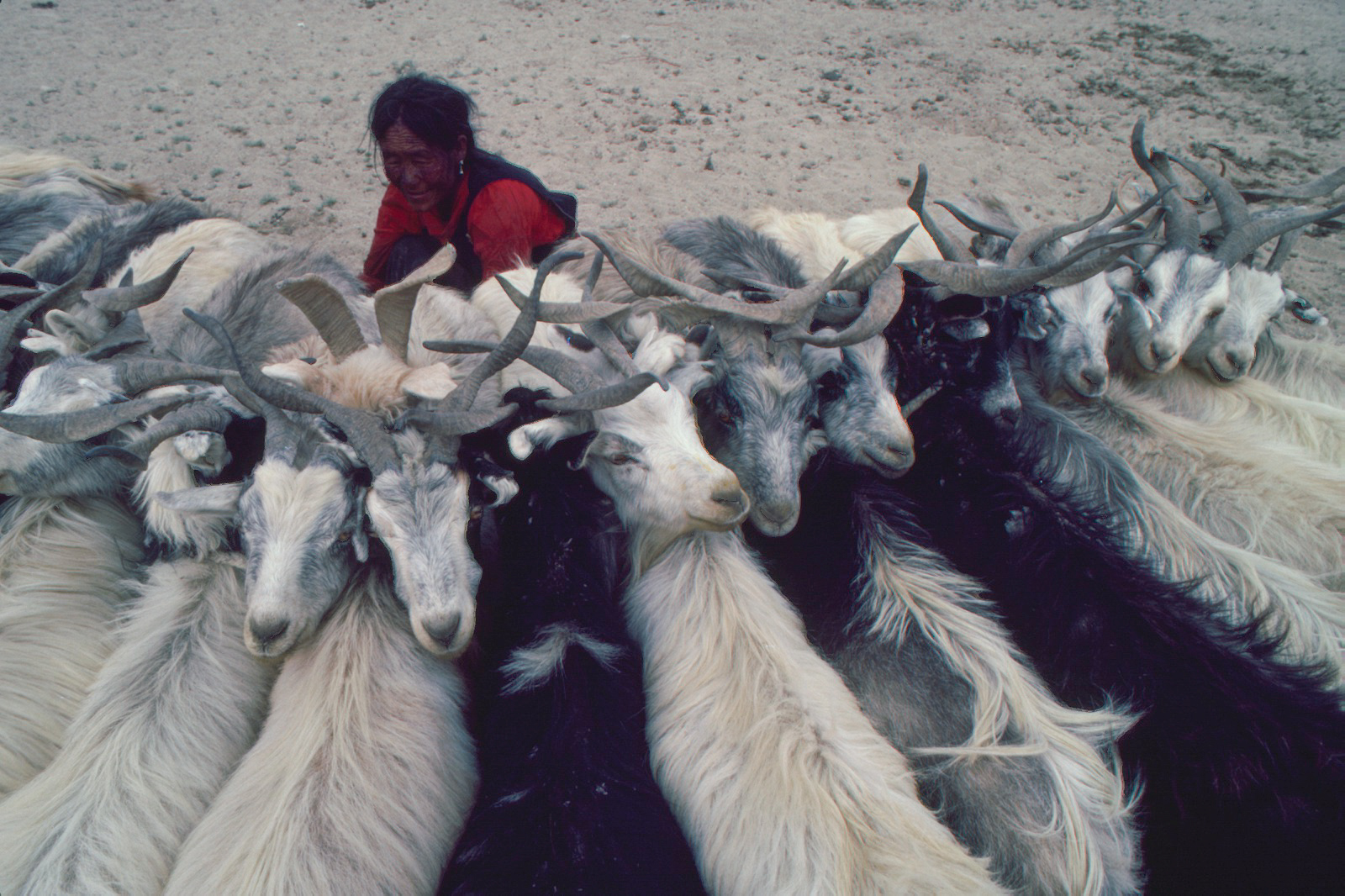 Woman Milking Goats