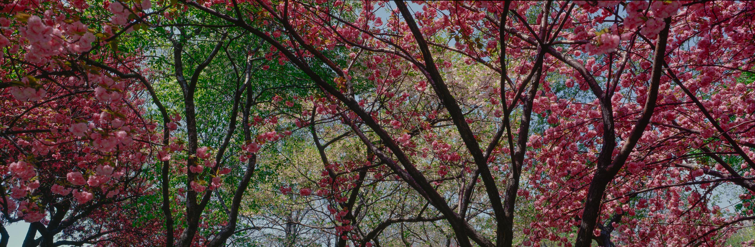 Spring Blossoms, Central Park