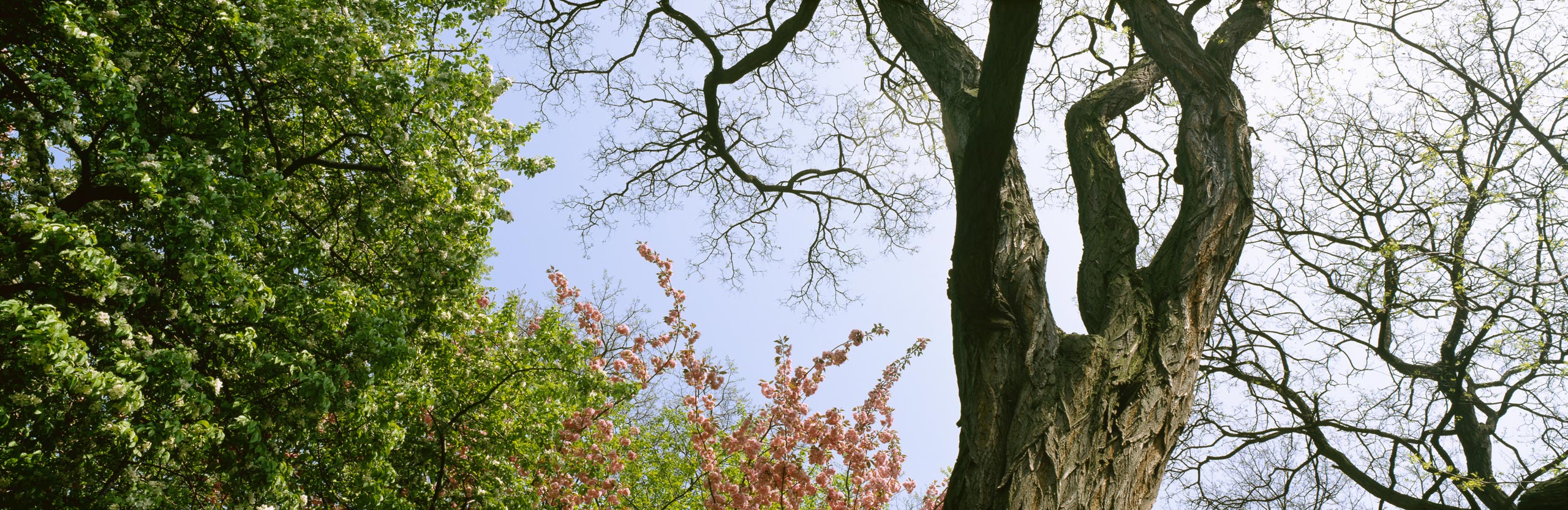 Spring - Central Park
