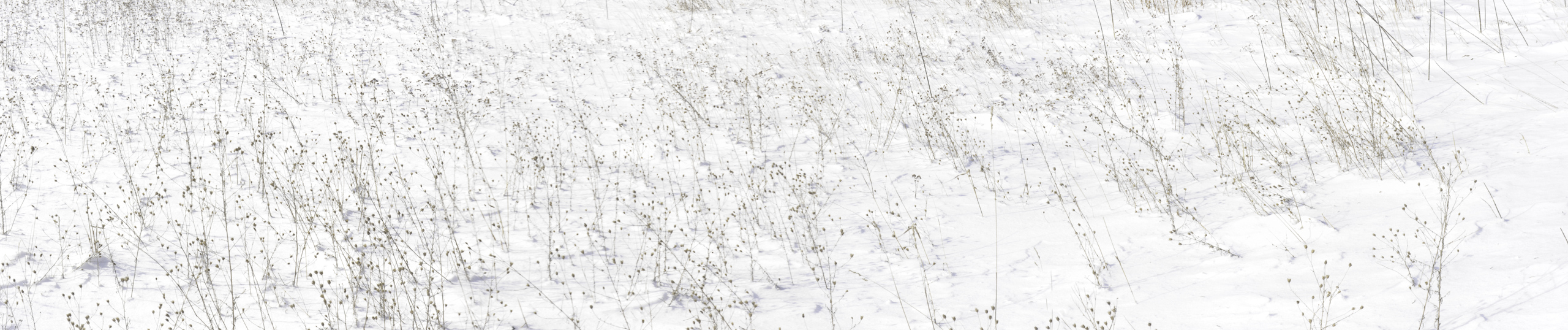 Winter Grass