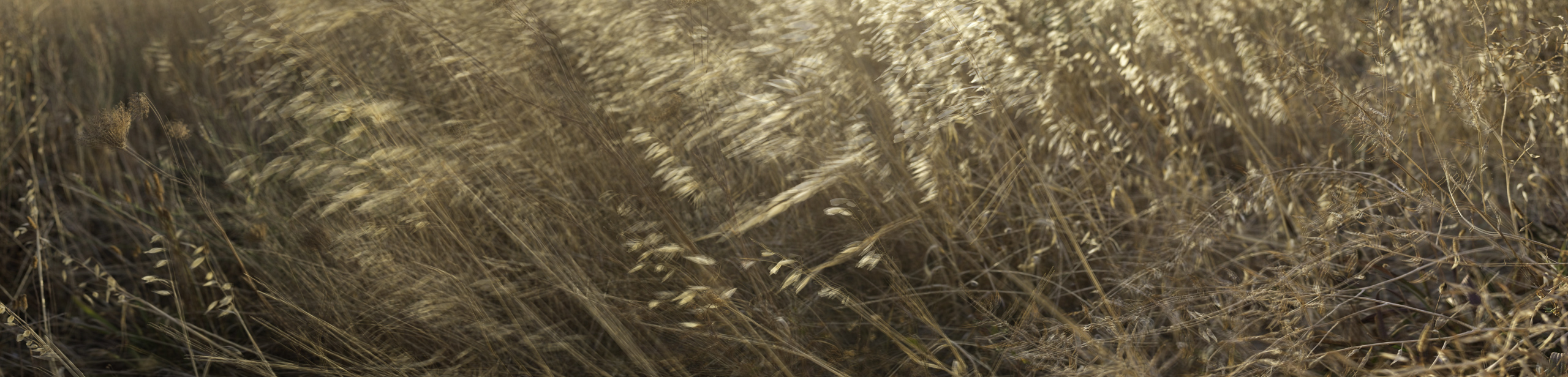Grass