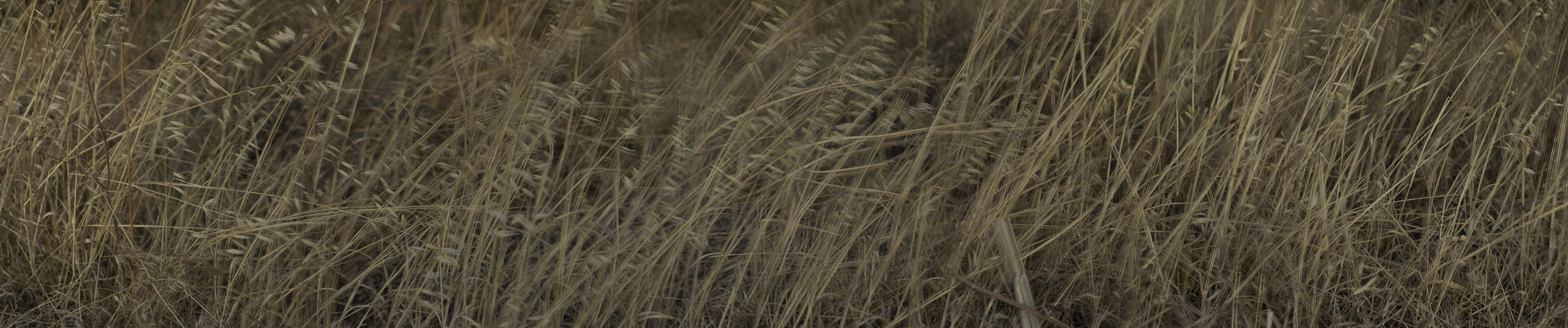 Grass